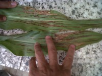 /album/bacterias-fitopatogenas/sorgo-2-jpg/